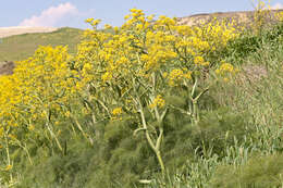 Image of Giant Fennel