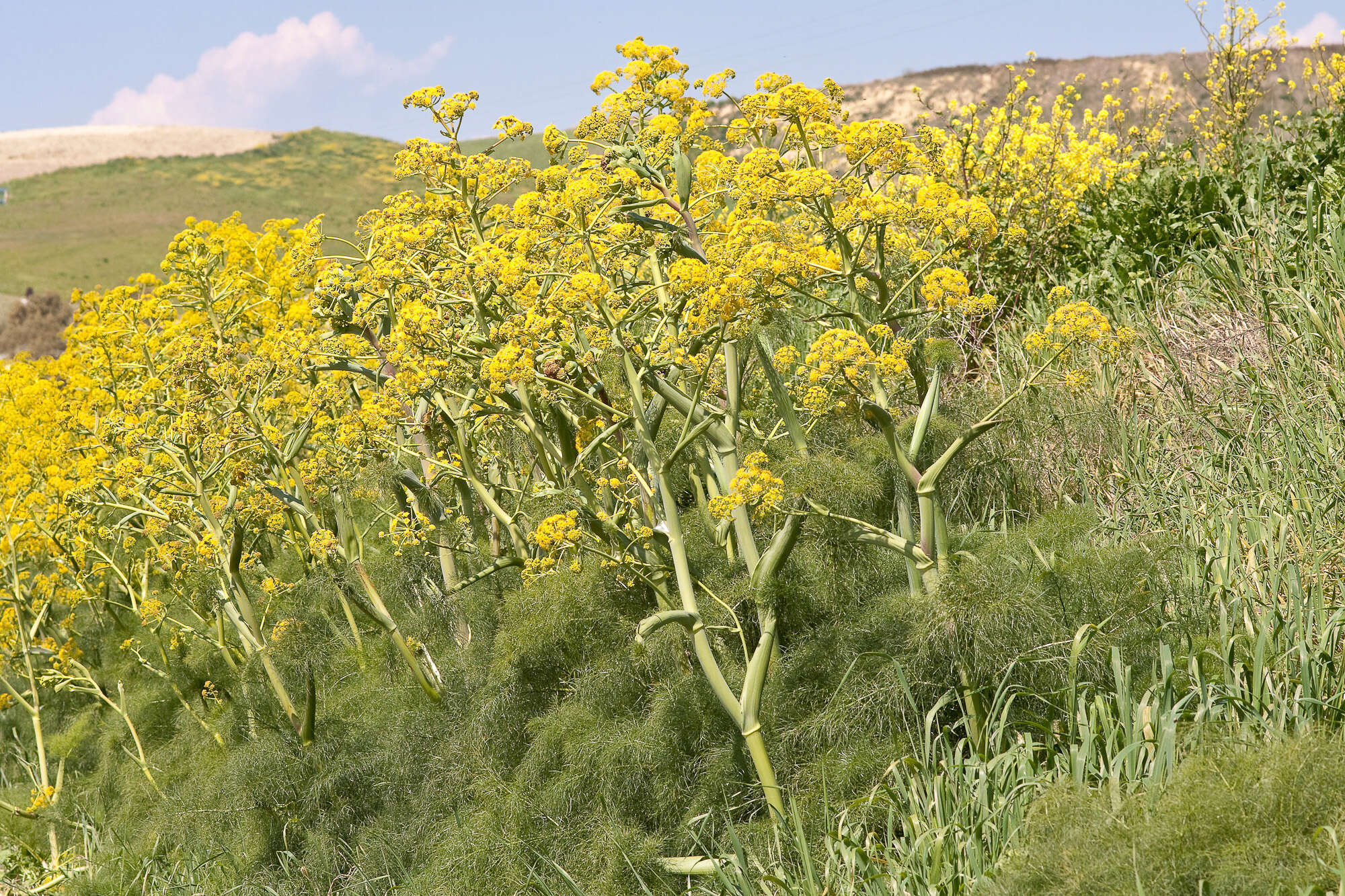 Image of Giant Fennel