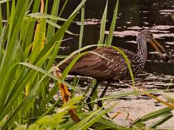 Image of limpkins