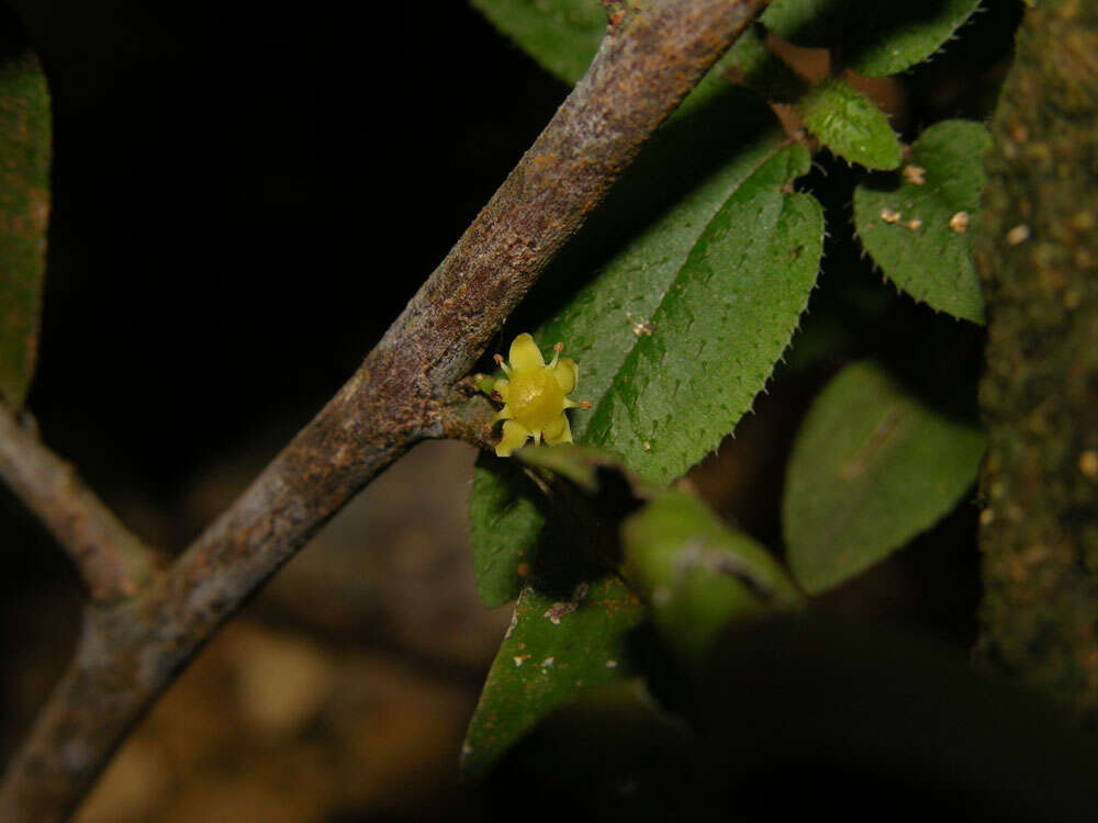 Image de Maytenus guyanensis Klotzsch ex Reissek