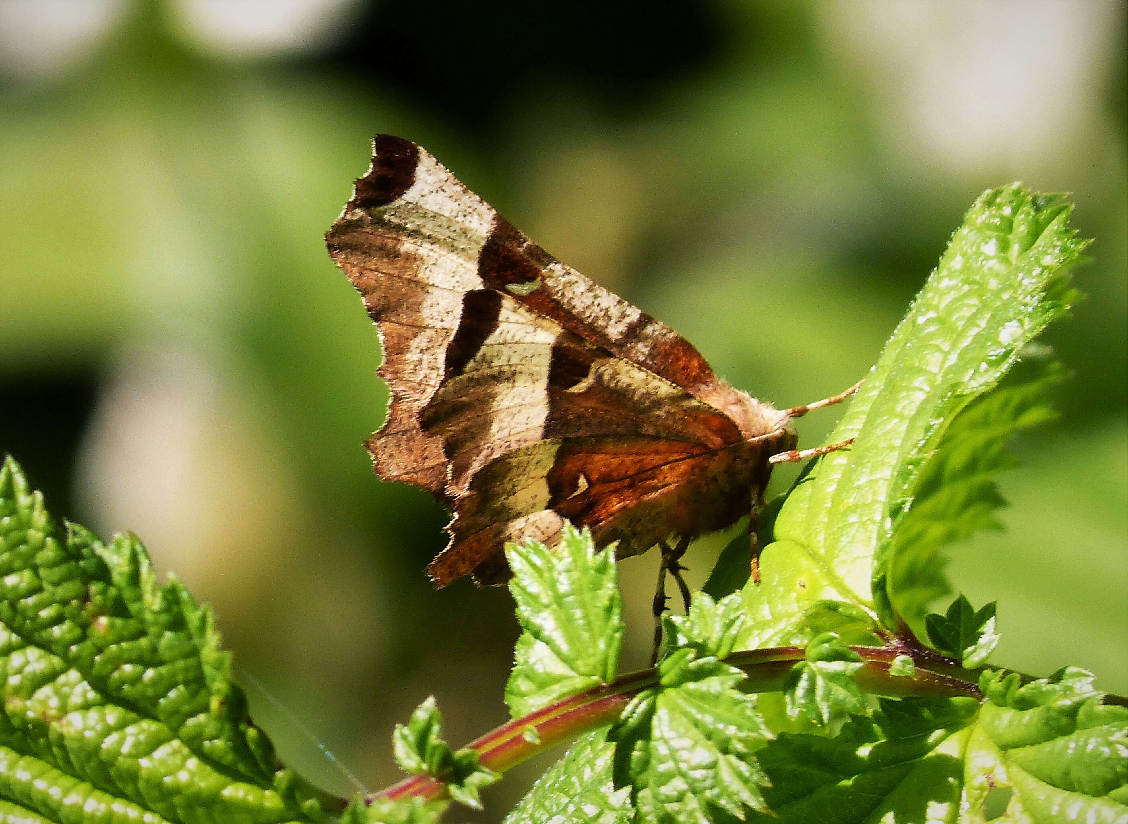 Image of purple thorn