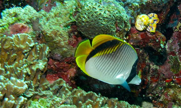 Image of Line Butterflyfish