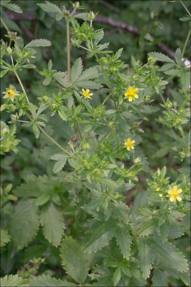 Imagem de Potentilla norvegica L.