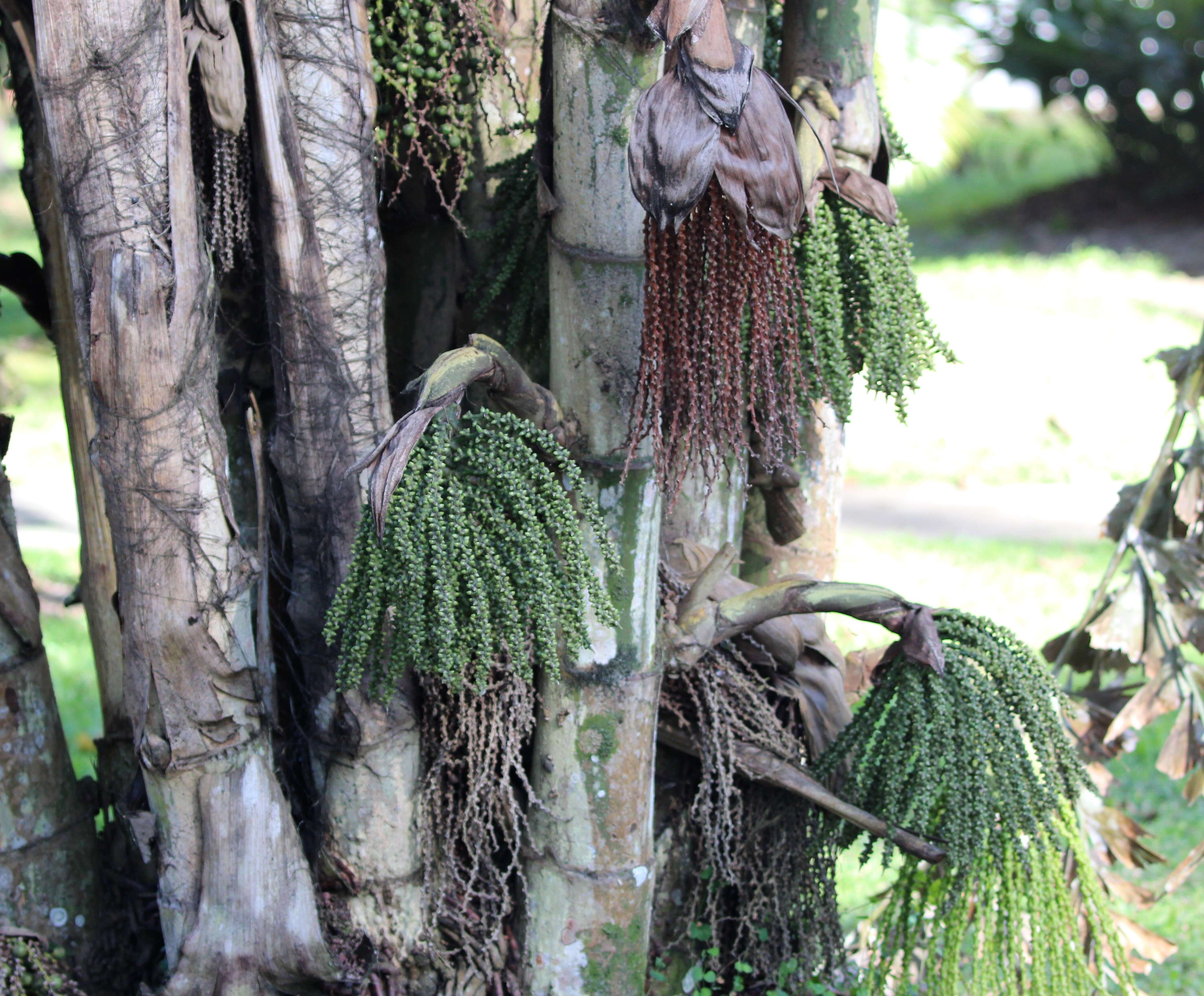 Image of fishtail palm