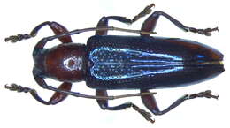 Image of Orinoeme tricolor (Breuning 1959)