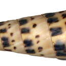 Image of Terebra maculata