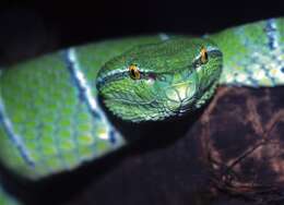 Image of Bornean Keeled Green Pit Viper