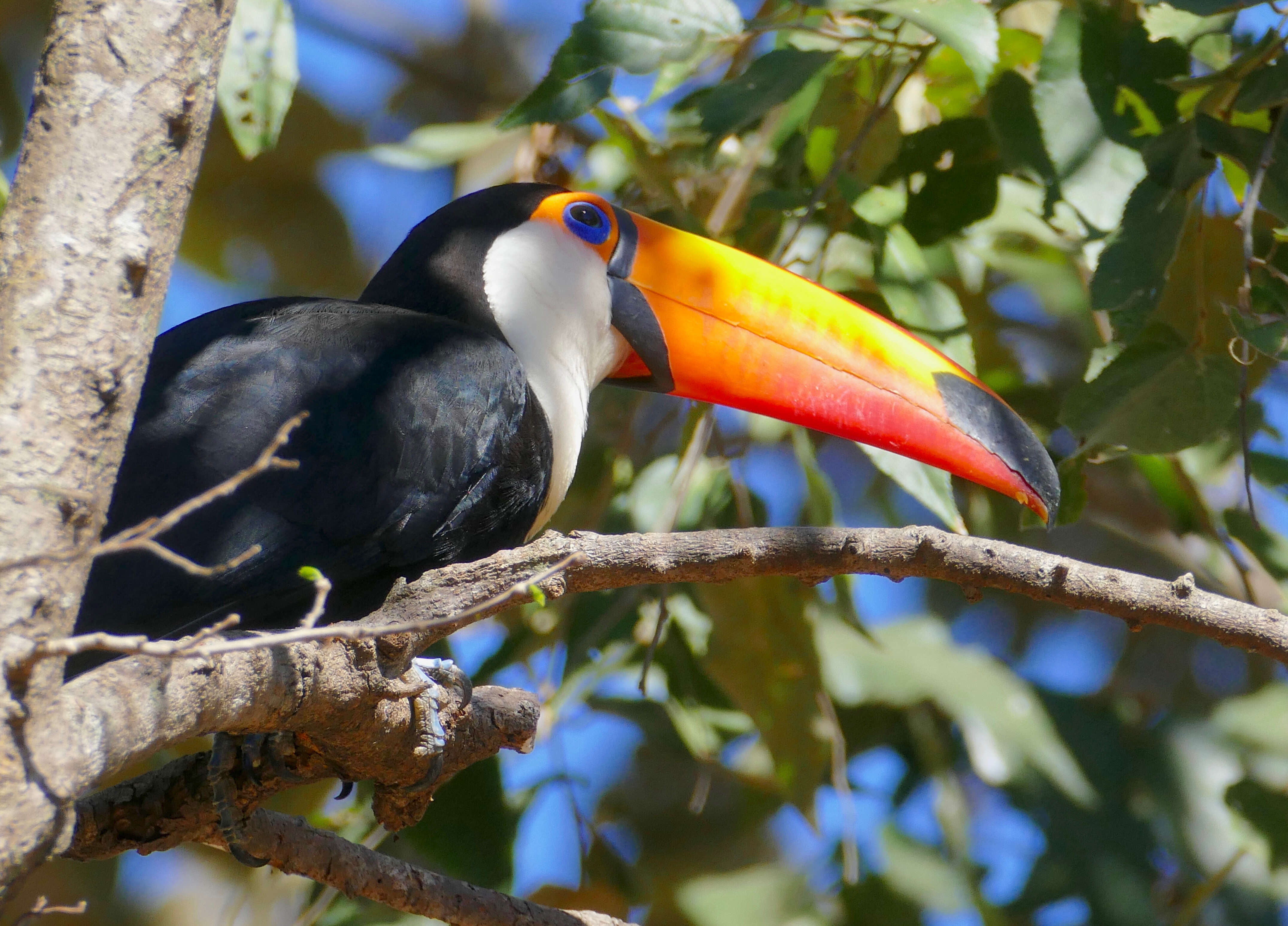 Image of Toucan Sp.