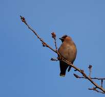 Слика од Bombycillidae