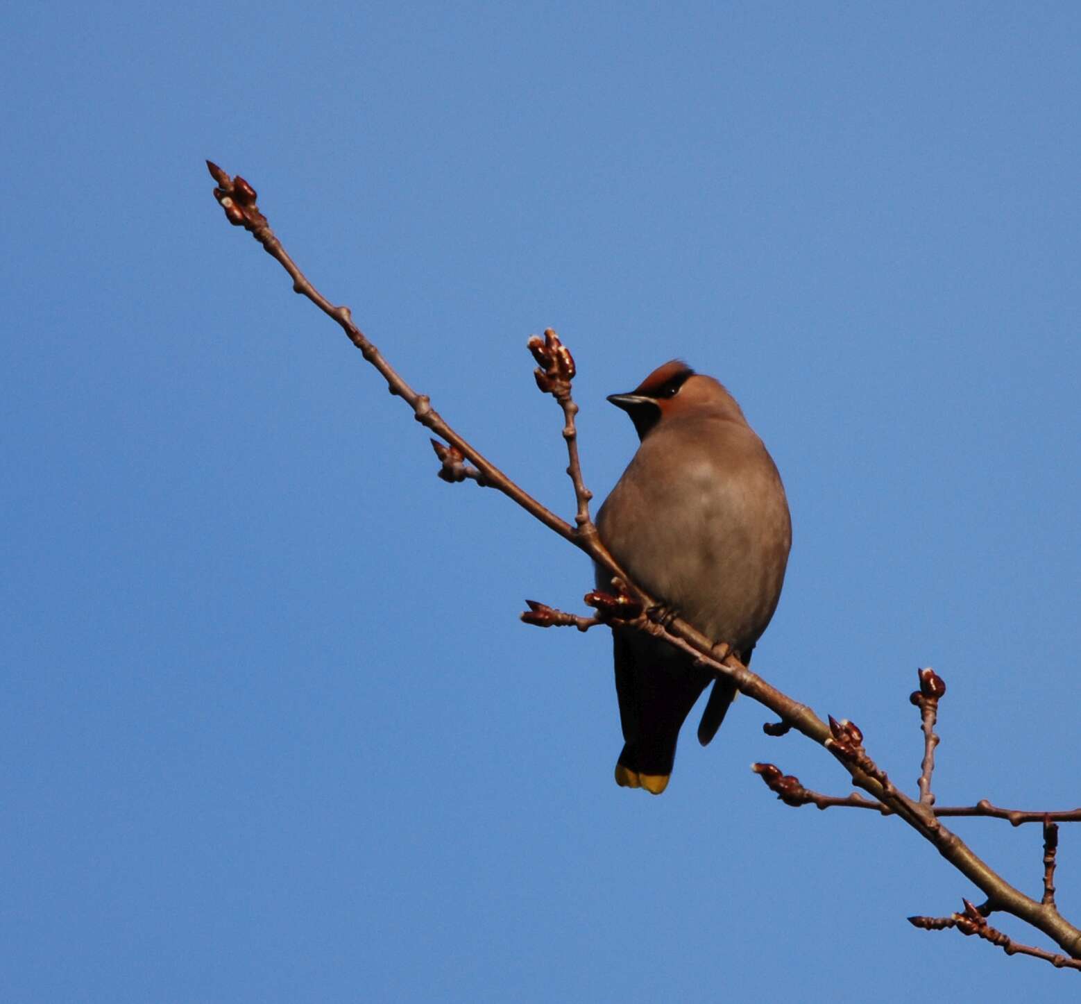 Image of waxwings and relatives