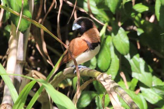 Image of Chestnut-breasted Mannikin