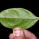 Image of Cordia acutifolia Fresen.