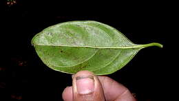 Plancia ëd Cordia acutifolia Fresen.