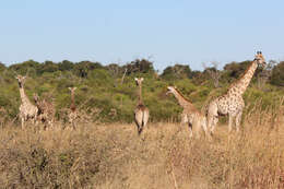 Image of Southern giraffe