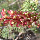 Image of Grevillea georgeana Mc Gill.