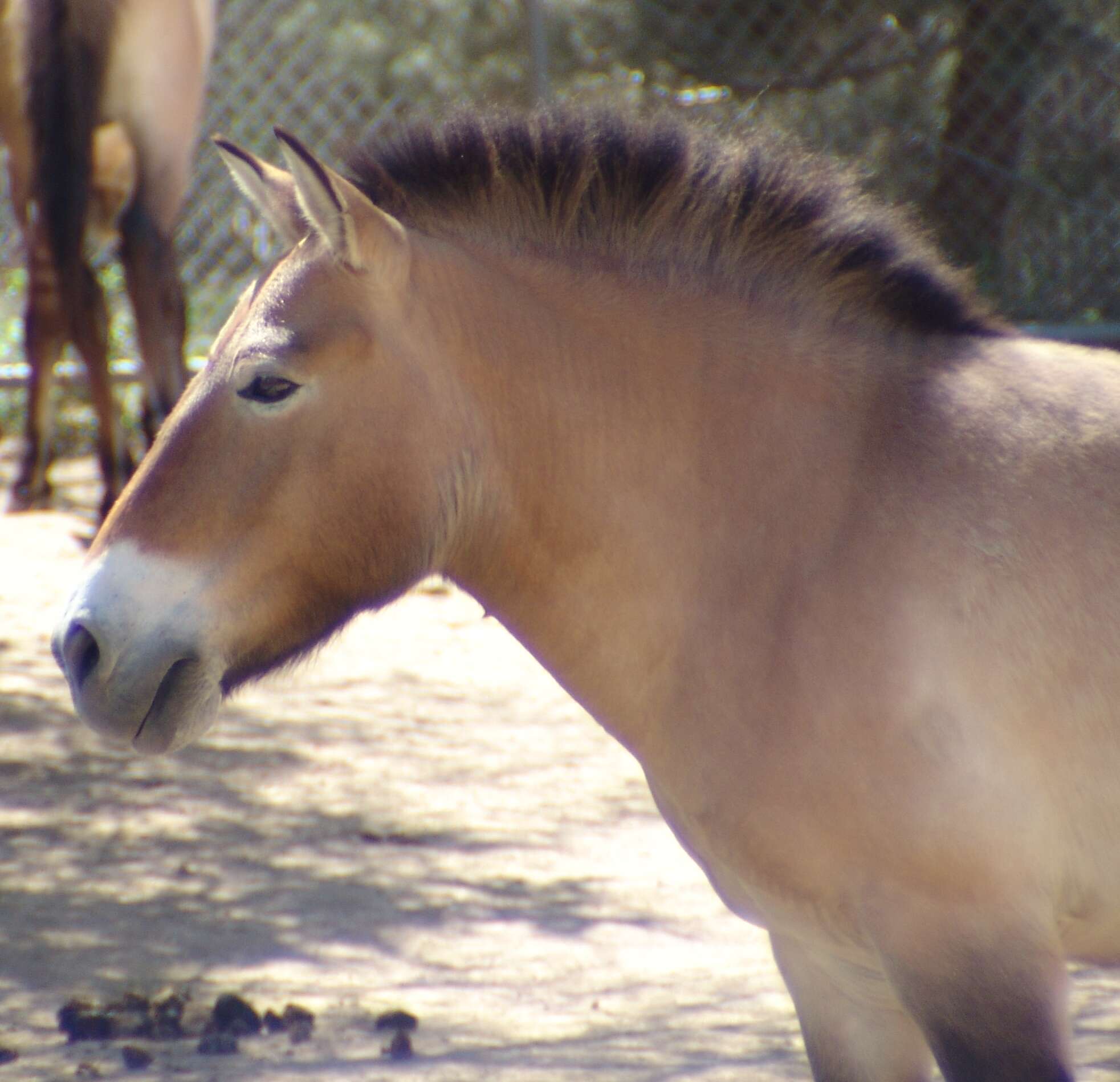 Image of Equus subgen. Equus Linnaeus 1758