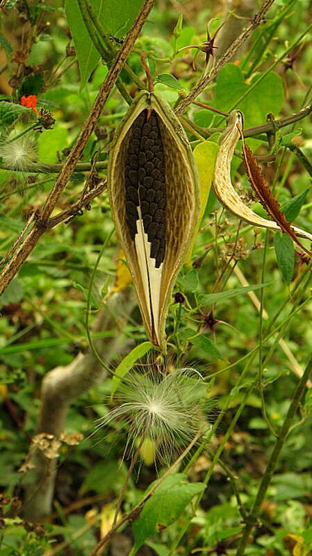 Image de Oxypetalum harleyi (Fontella & Goyder) Farin.