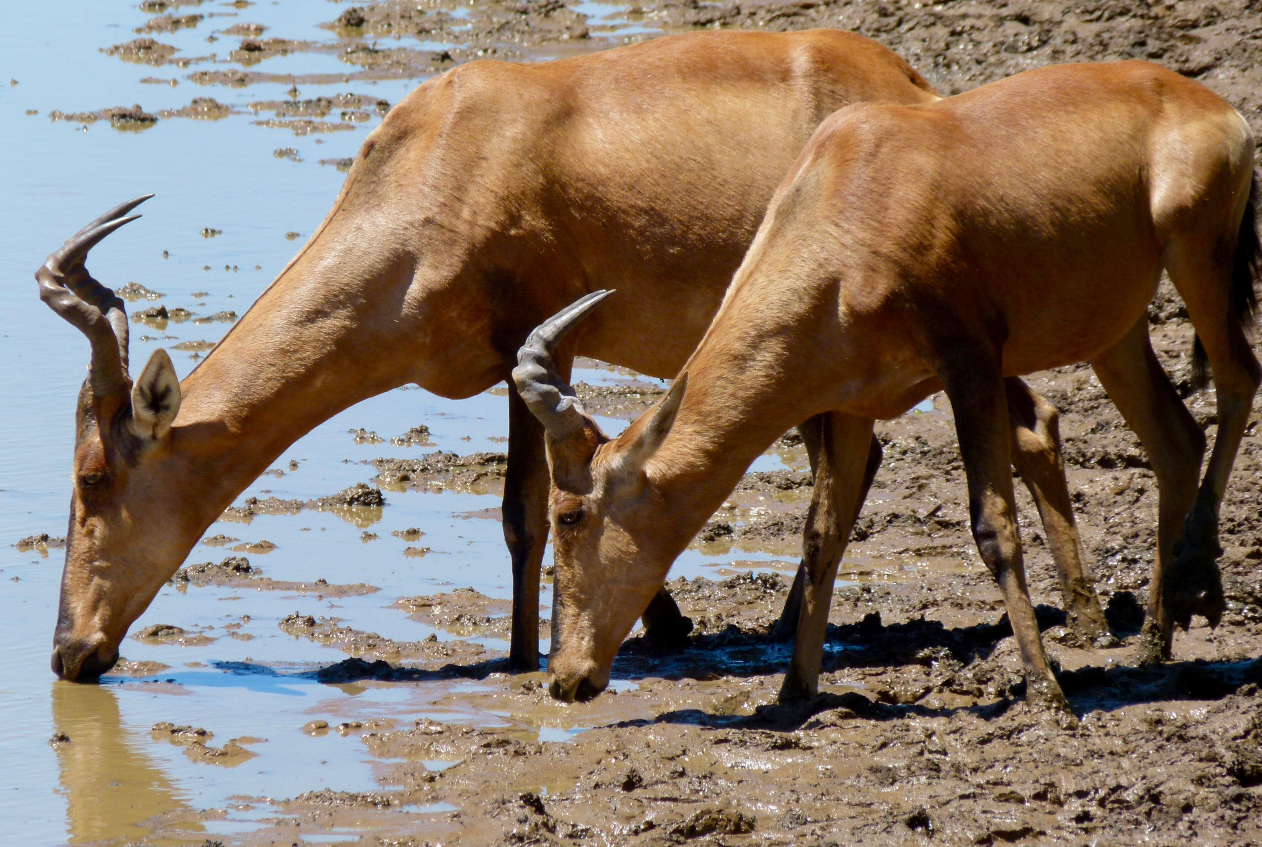 Image of Hartebeest