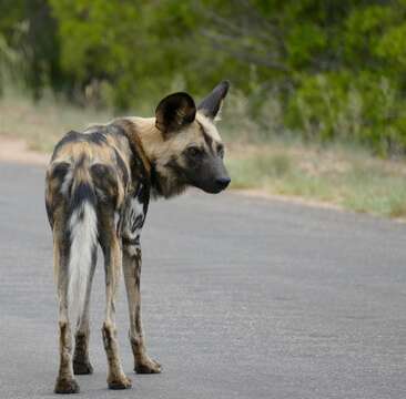 Imagem de Cão-caçador-africano