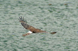 Image of Cinereous Harrier