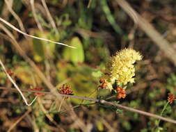 Image of Hylotelephium maximum (L.) J. Holub