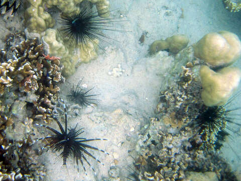 Image of Red lionfish