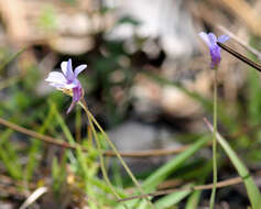 Image of small butterwort