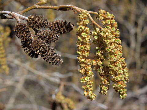 Image of Grey Alder