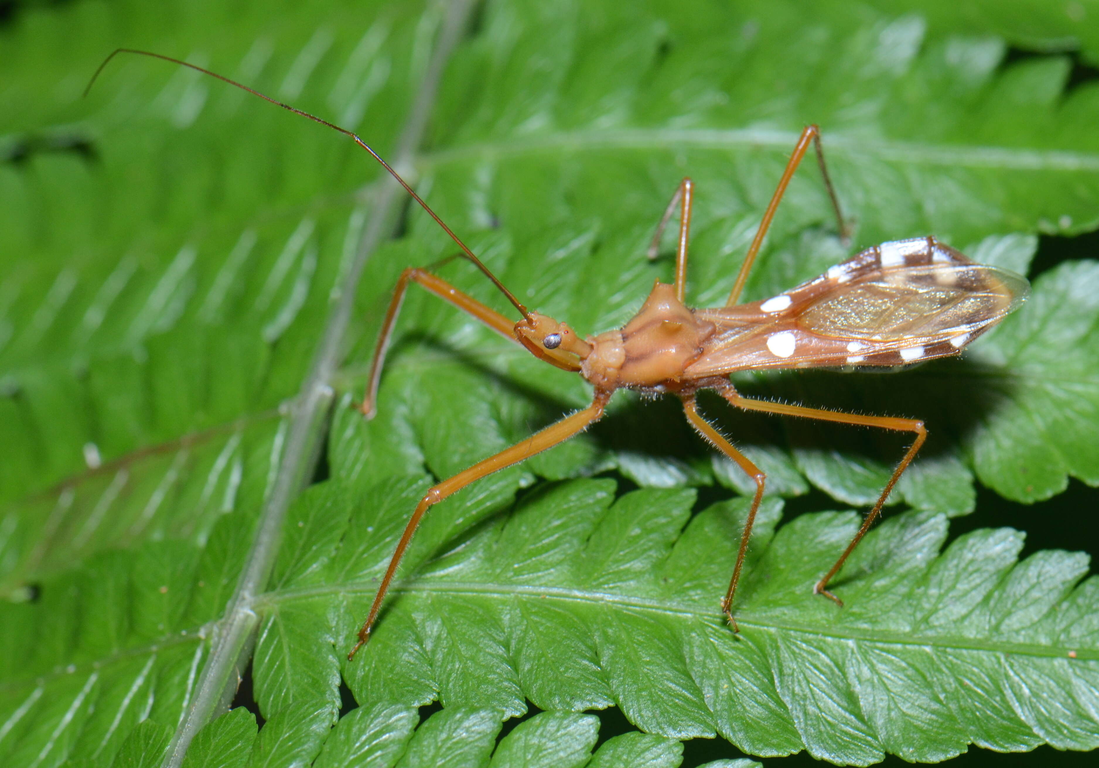 Image of Epidaus latispinus Stål 1863