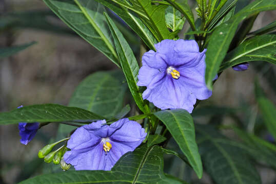 Image of Large Kangaroo Apple