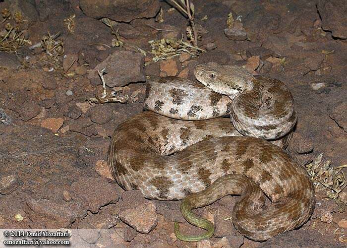 صورة Macrovipera lebetina (Linnaeus 1758)