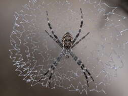 Image of Argiope mascordi Levi 1983