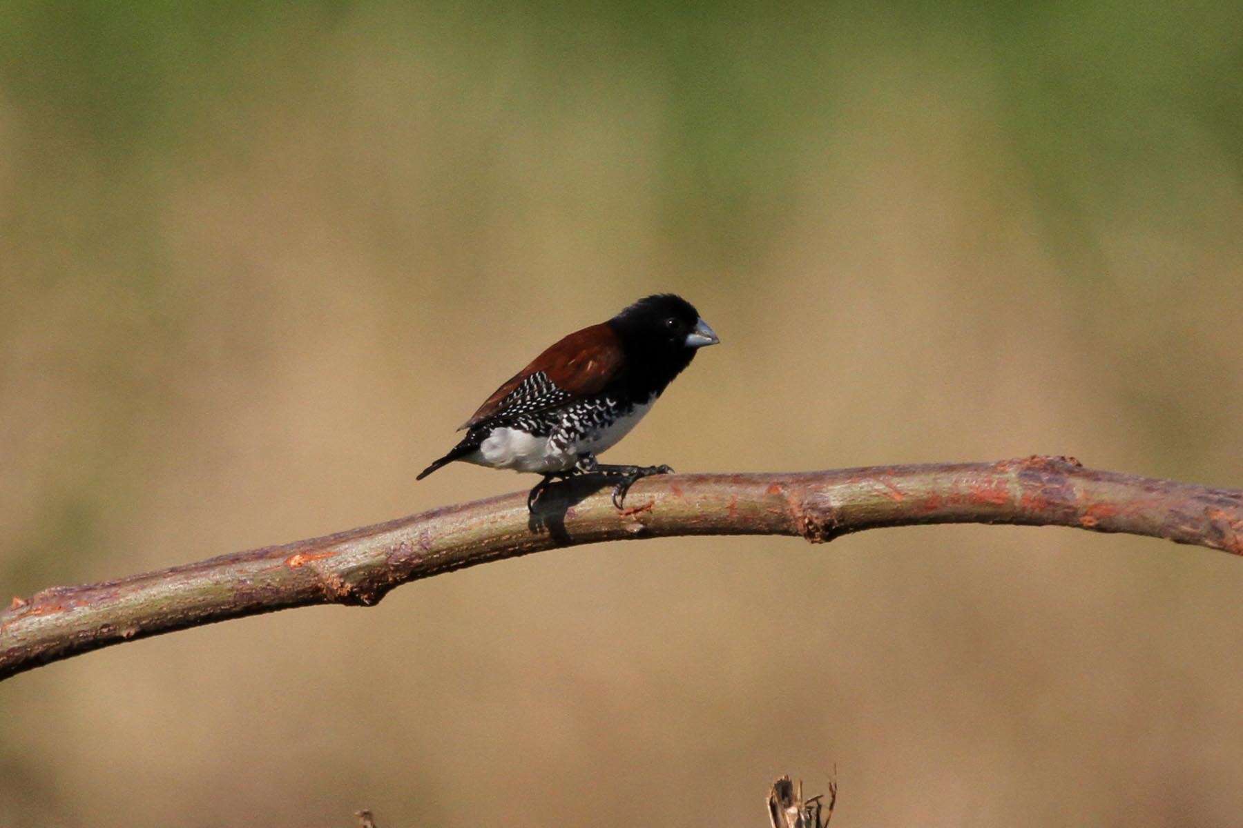 Image of Lonchura bicolor