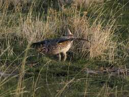 Image of prairie-chickens:  greater prairie-chicken; lesser prairie-chicken