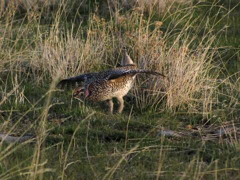 Image of Sharp-tailed Grouse