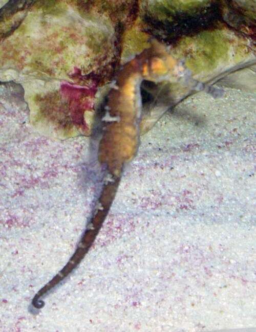 Image of seahorses