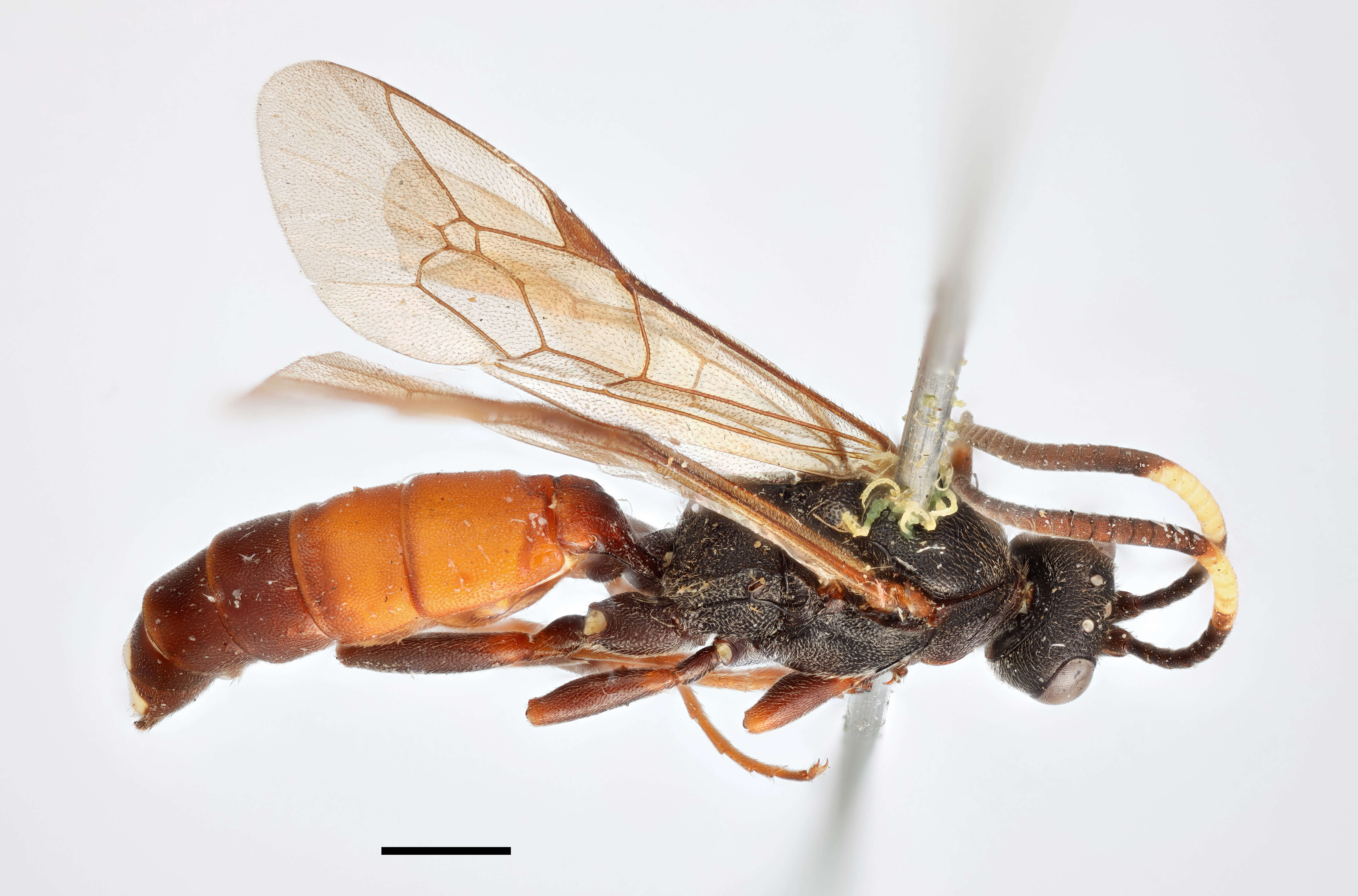 Image of Ichneumon