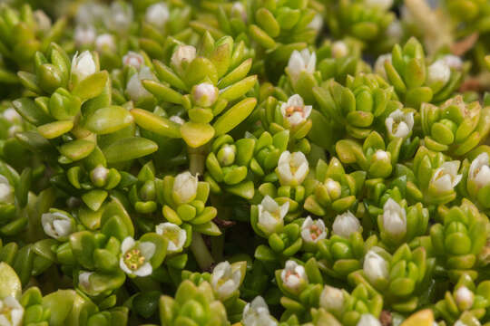 Image of Crassula moschata Forst.