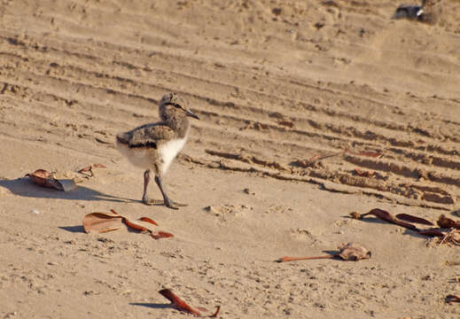 Image of Australian Pied Oystercatcher