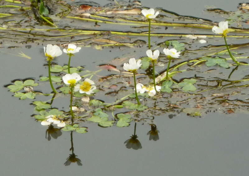 Image of Pond Water-crowfoot