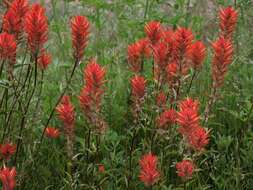 Image of giant red Indian paintbrush