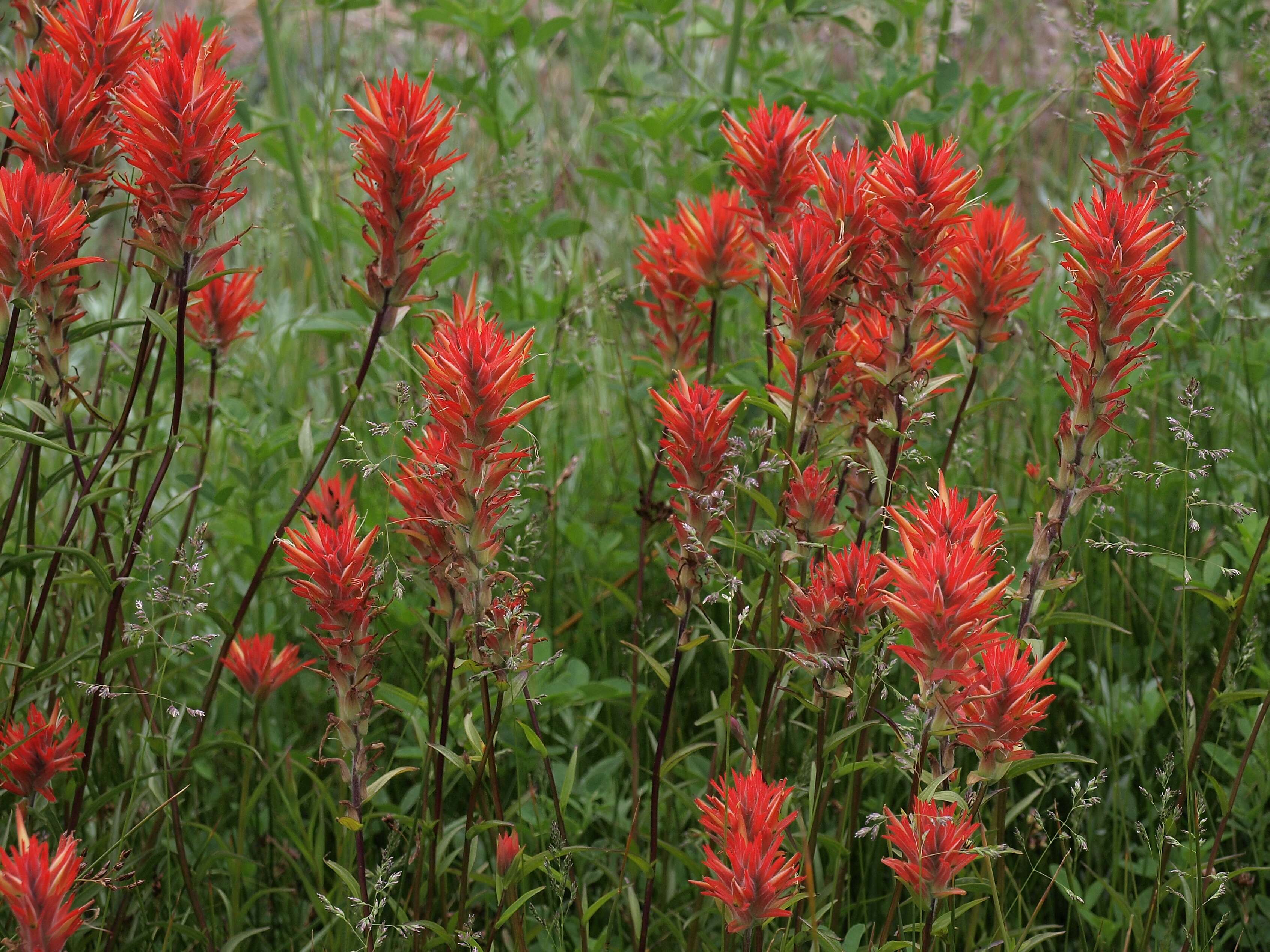 Image of giant red Indian paintbrush