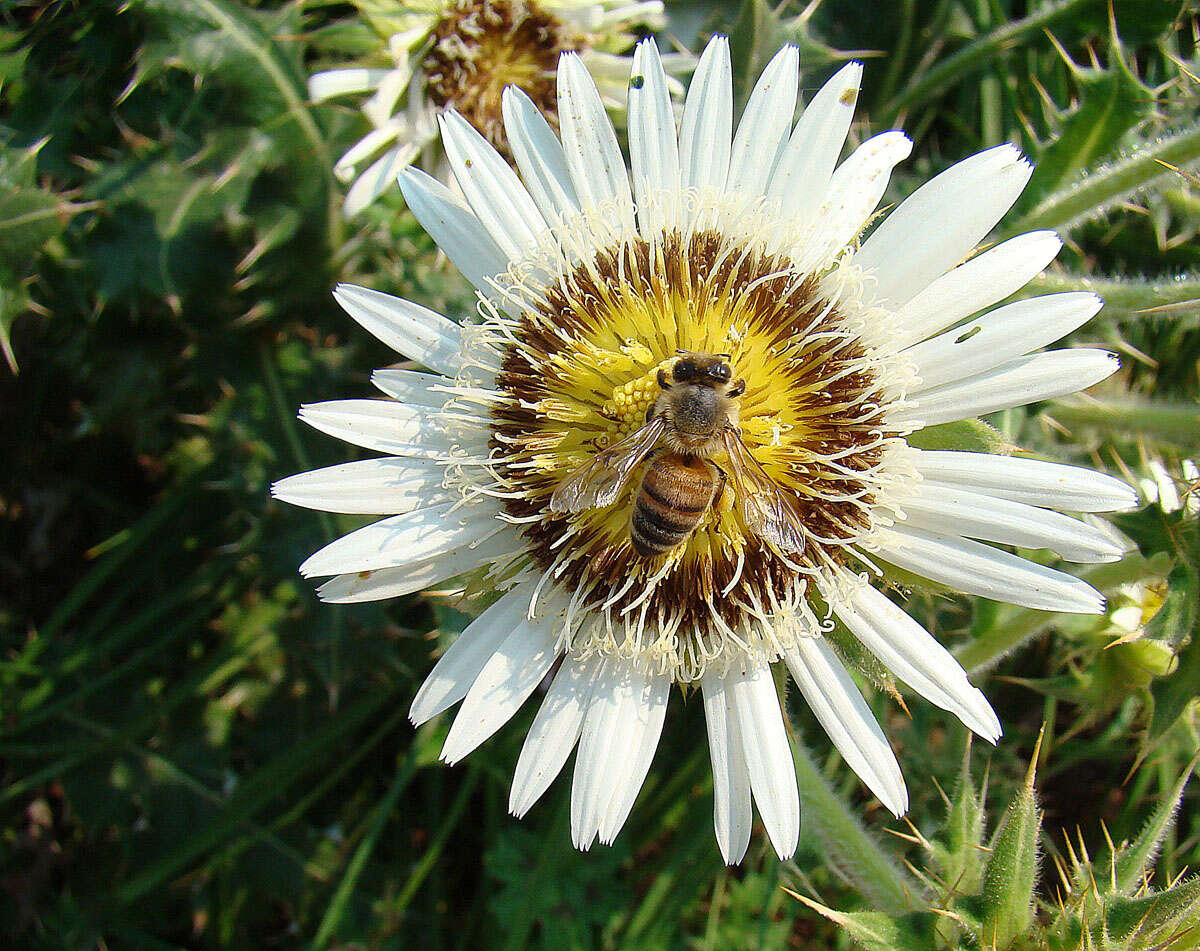 Слика од Asteraceae