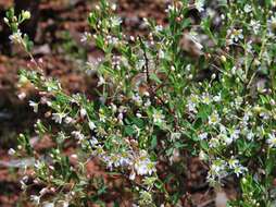 Image of False Boronia