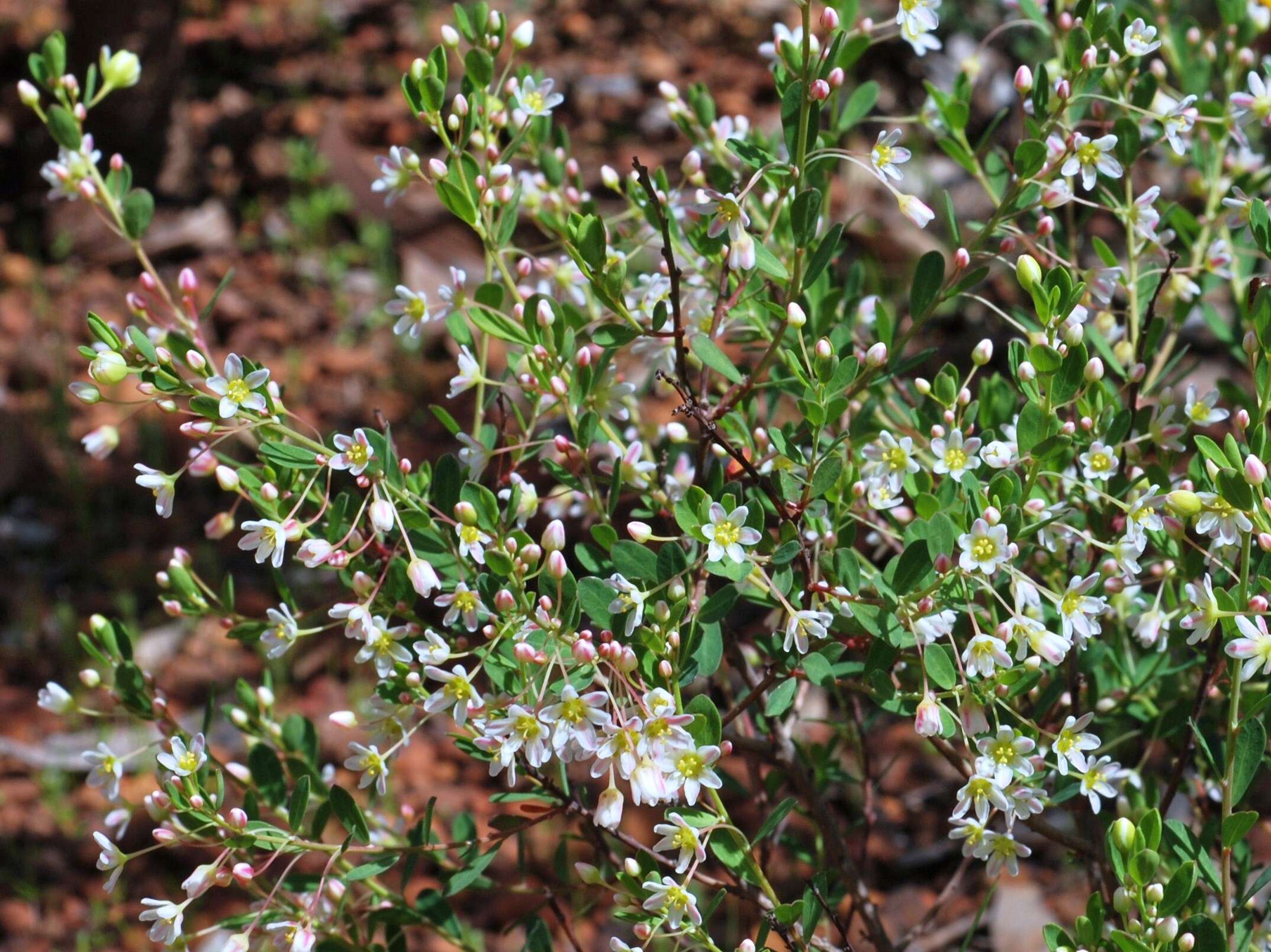 Image of Phyllanthus calycinus Labill.