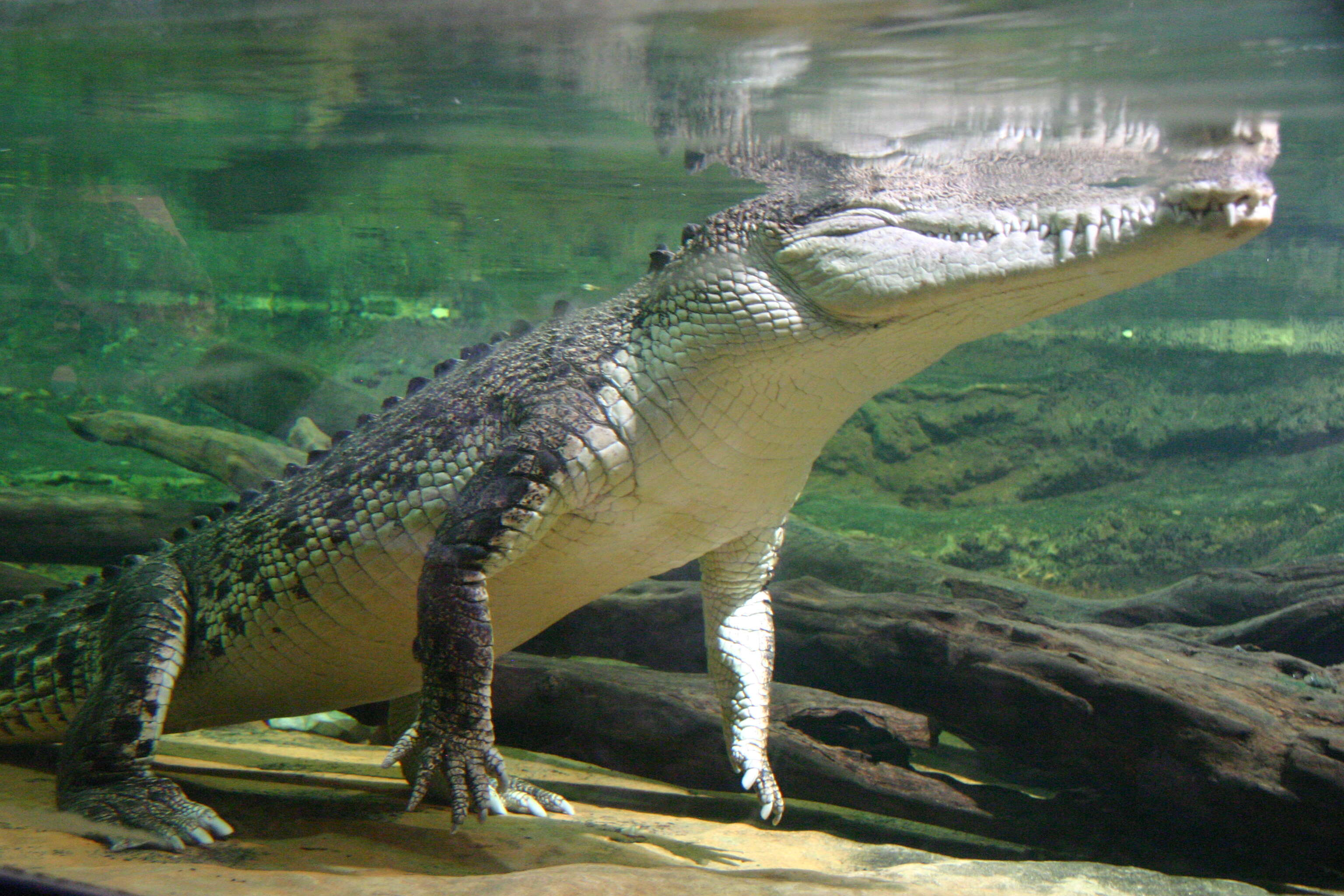 Image of crocodiles