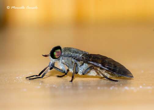 Image of Tabanus tergestinus Egger 1859