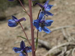 Image of Anderson's larkspur