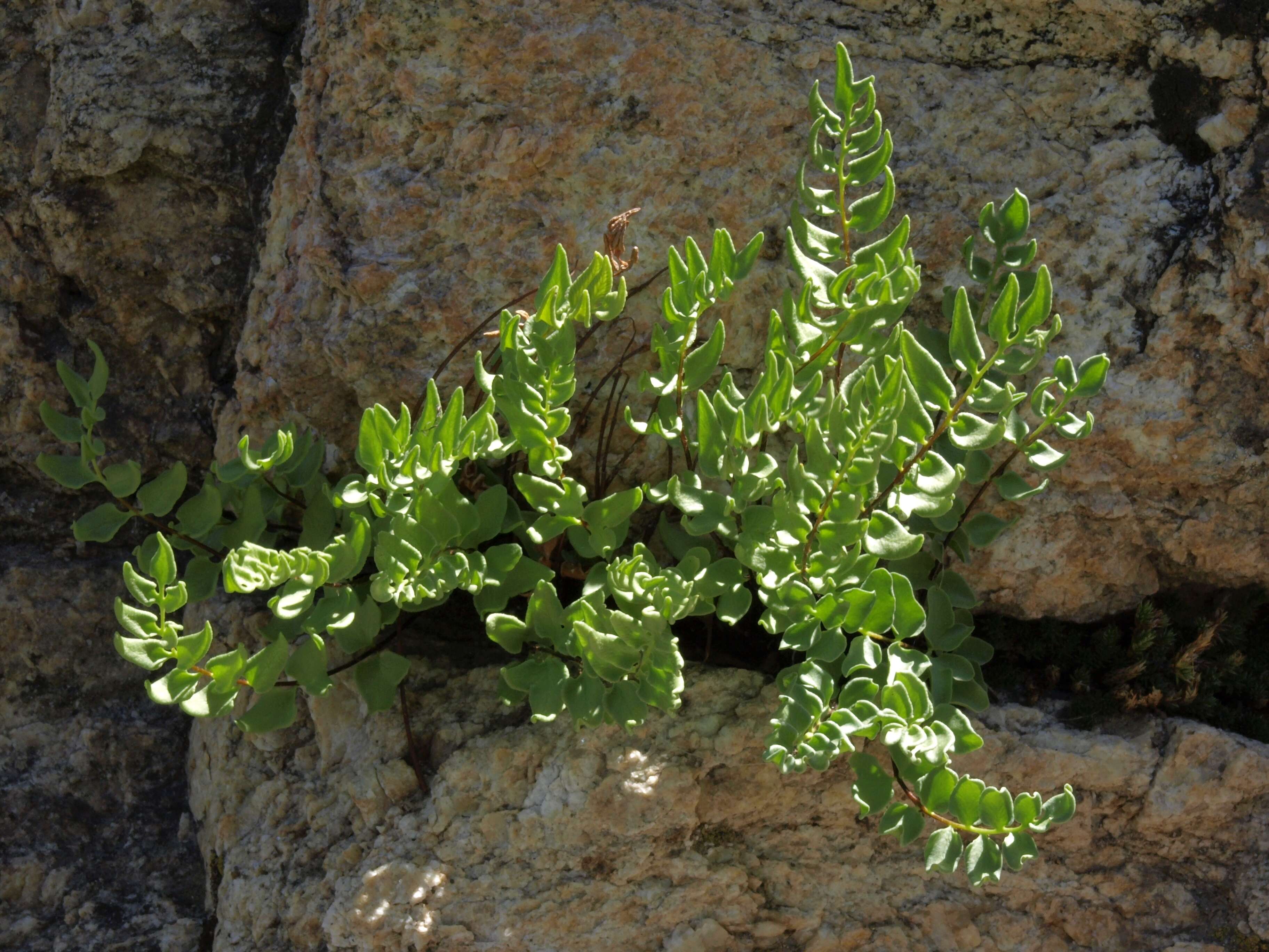 Image of Brewer's cliffbrake