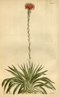 Image of Doryanthaceae